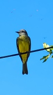 Yellow Bird
